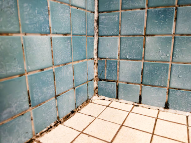 Best Comprehensive Air Testing for Mold Contaminants  in Half Moon Bay, CA