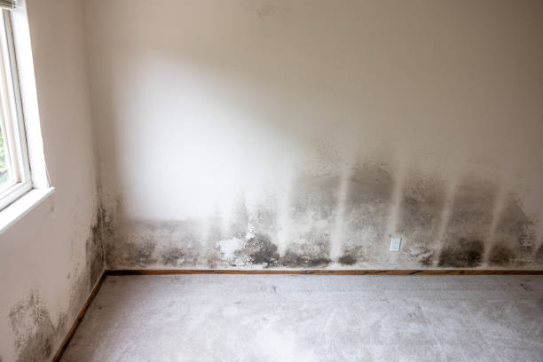 Best Mold Documentation for Insurance Claims  in Half Moon Bay, CA