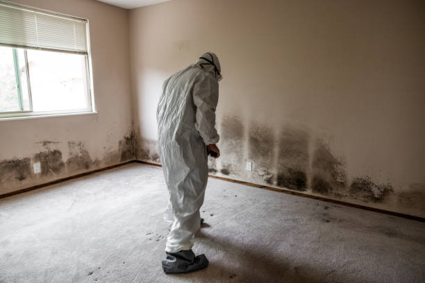 Best Attic Mold Removal  in Half Moon Bay, CA
